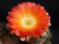 Thumbnail of 0329_Lobivia hualfinensis_20120519(1).jpg